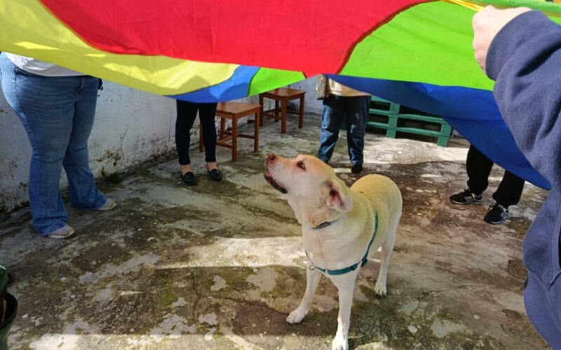 Terapia com cães: amigos de 4patas